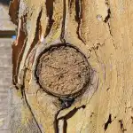 Knot