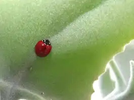 Ladybug