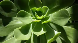 Succulent