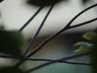Twigs