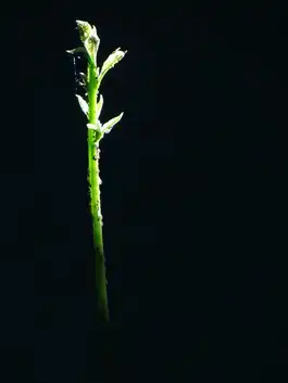 Thin Green Stalk 